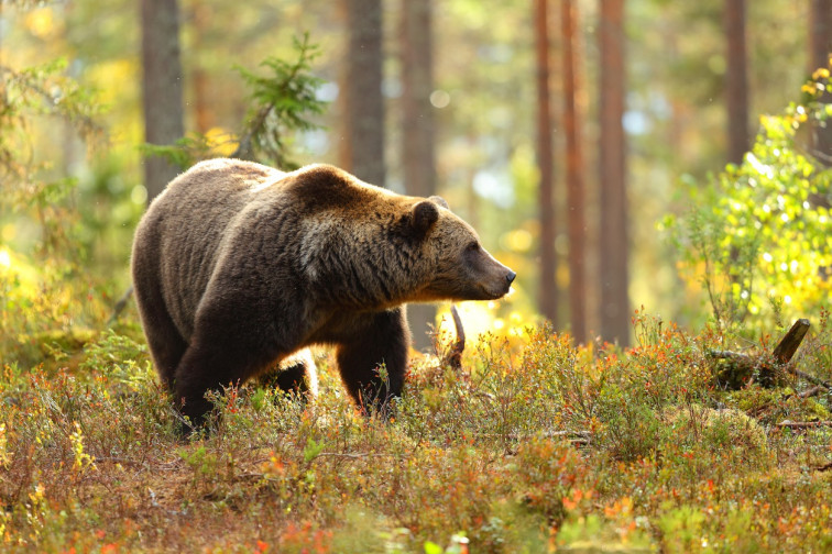 El oso pardo amenaza las colmenas gallegas y la Xunta lanza un paquete de ayudas a los apicultores