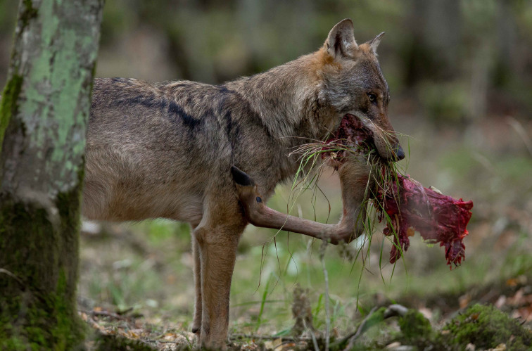 Europa empieza a rebajar la protección  del lobo por sus daños al ganado