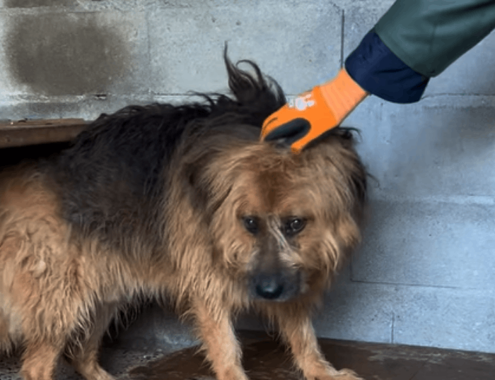 Gaspar, un perro abuelo de Ourense que necesita un milagro esta Navidad