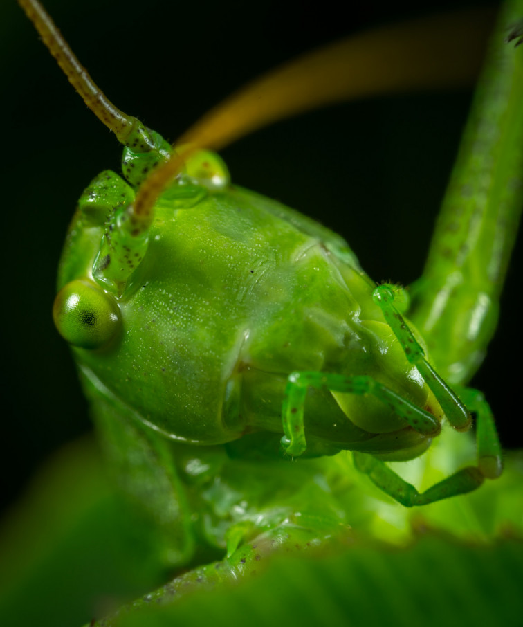 Los insectos comunes están desapareciendo a una gran velocidad, alerta un estudio científico