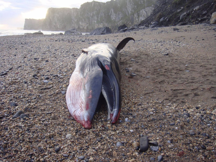 Aparece en A Pampillosa, Foz, el cadáver de una ballena de grandes dimensiones