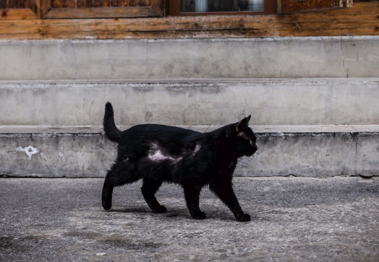 Llaman a emergencias por el llanto de un niño y resulta que era un gato en Burela