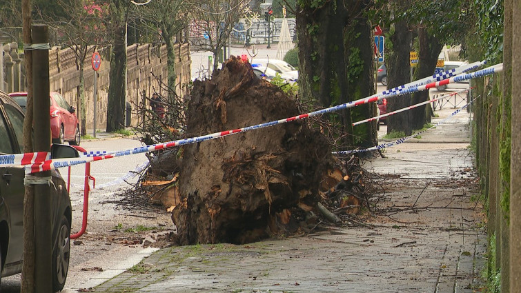 El mal tiempo provoca la caída de un árbol centenario en las inmediaciones de la Praza España de Vigo