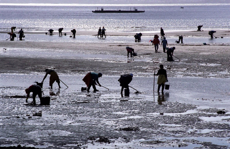 Los pellets, otro clavo en el ataúd de los mariscadores: 