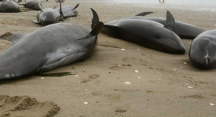 Los pellets “no afectan a la vida de los cetáceos”, pero el 90% de los delfines varados “tienen microplásticos en el estómago”