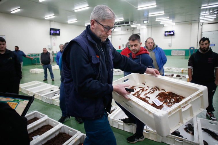 El precio del pescado gallego baja por los pélets, alertan las cofradías