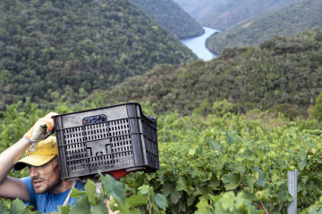 Vendimia en la Ribeira Sacra en una de la Denominación de Orixe