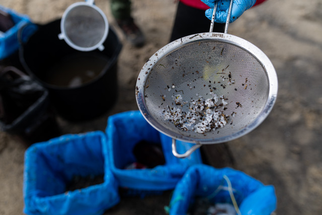 Pellets encontrados en la playa Bos, a 13 de enero de 2024, en Noia, A Coruña, Galicia.