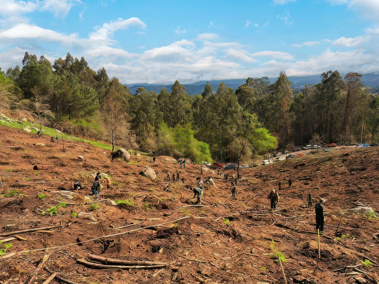 (VÍDEO) El Festival PortAmérica plantará miles de árboles la próxima semana por sus miles de asistentes en 2023