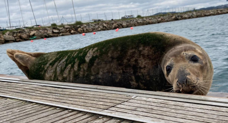 Si ves un lobo marino, como el de Oza (A Coruña), no debes localizar su foto en redes, según los expertos