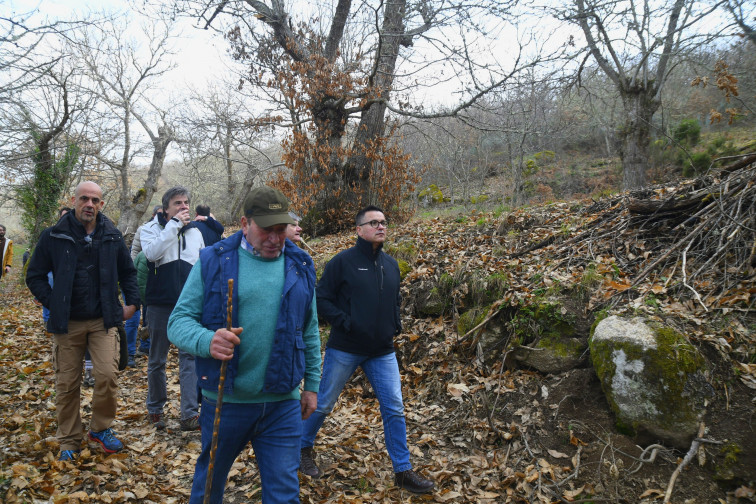 Agrupaciones forestales gestionarán castañares en O Bolo