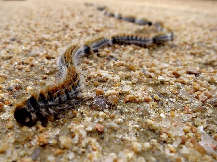 ANECPLA alerta de la “plaga de procesionarias” y de los riesgos de este insecto para la salud de humanos y mascotas