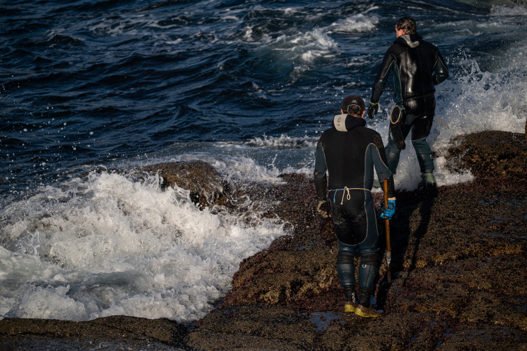 El percebe está desapareciendo, alertan los mariscadores