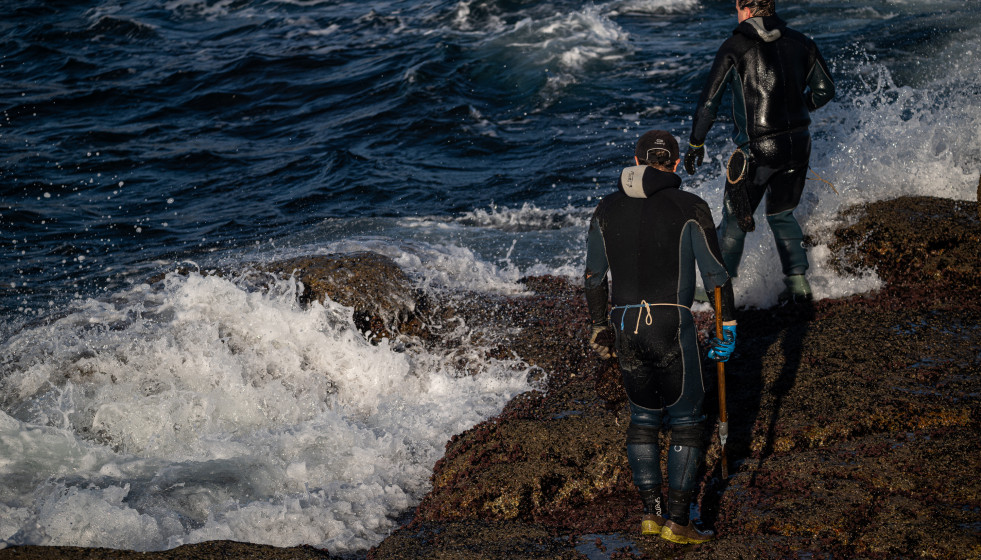 Archivo - Percebeiros recogen la cría del percebe en la costa de Pontevedra, a 14 de diciembre de 2023, en Pontevedra, Galicia (España). El precio del kilo del percebe en el mercado es de 110 euros,