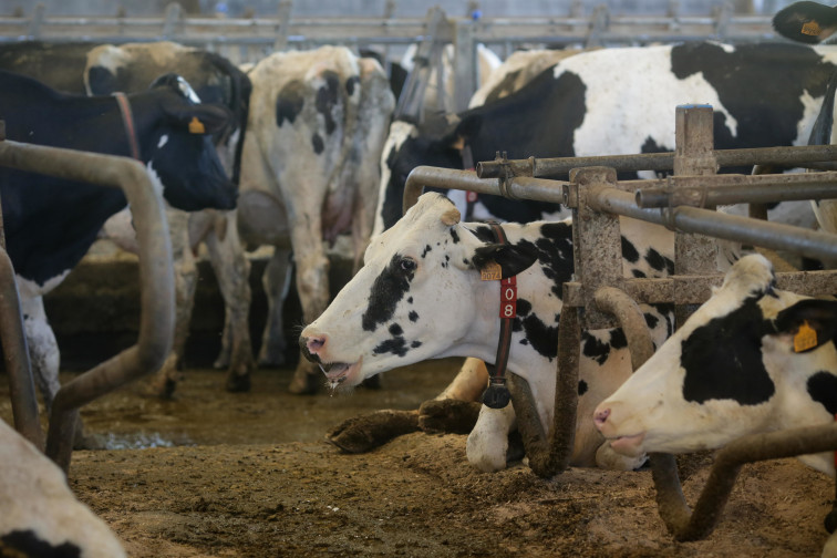 ¿Por qué las granjas gallegas son las únicas de España que cobran menos de 50 céntimos por litro de leche?