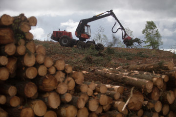 Archivo - Un tractor realiza trabajos en una finca donde ha cortado cientos de pinos en Vilacampa, Ferreira do Valadouro, a 22 de abril de 2021, en Lugo, Galicia (España). La moratoria para la planta