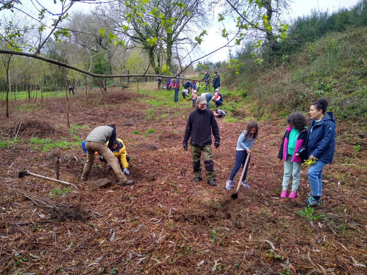 Voluntarios empiezan  a crear cortafuegos con castaños en Lousame