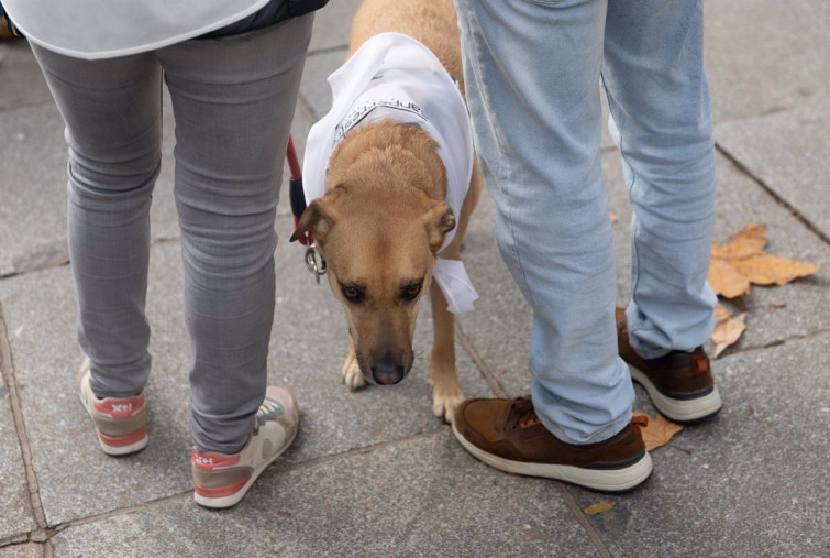 La Justicia ordena fijar una pensión mensual sujeta al IPC para una mascota durante un proceso de divorcio