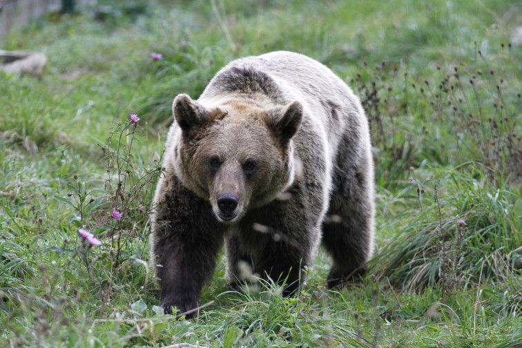 El grupo de trabajo del oso pardo busca asegurar la 