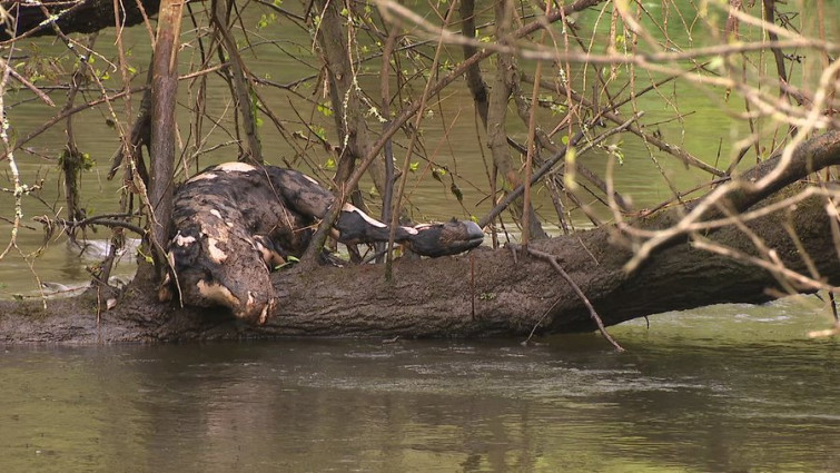 Cadáveres de terneros en descomposición abandonados durante tres semanas en el río Torrente