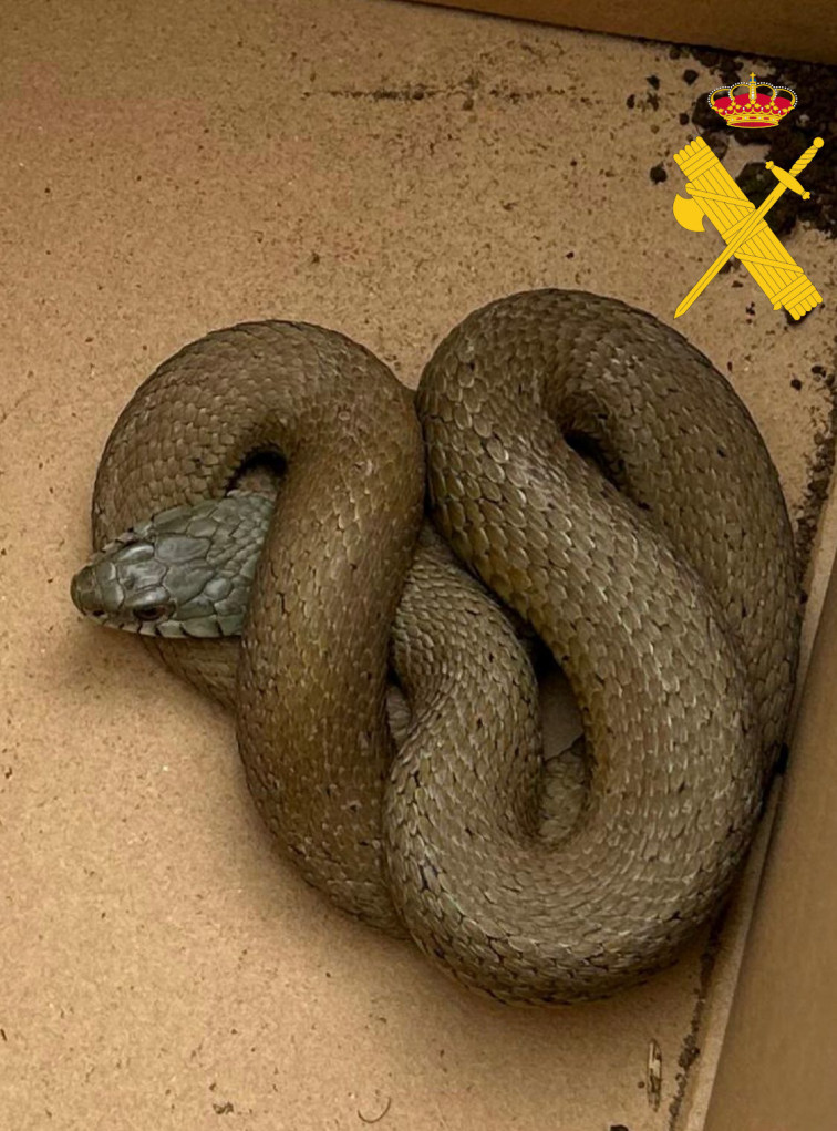 Sorpresa en un colegio de Mondoñedo al encontrar una serpiente de metro y medio en el patio