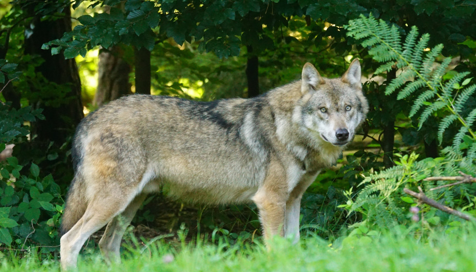 Archivo - Un lobo.