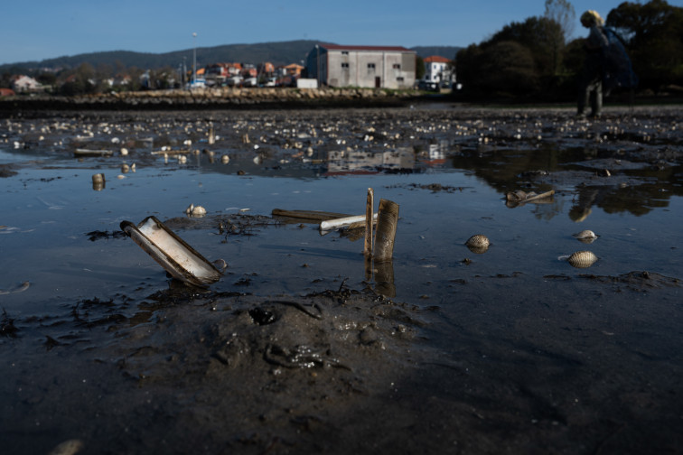 El Gobierno no ve requisitos suficientes para declarar zona catastrófica por la muerte de bivalvos