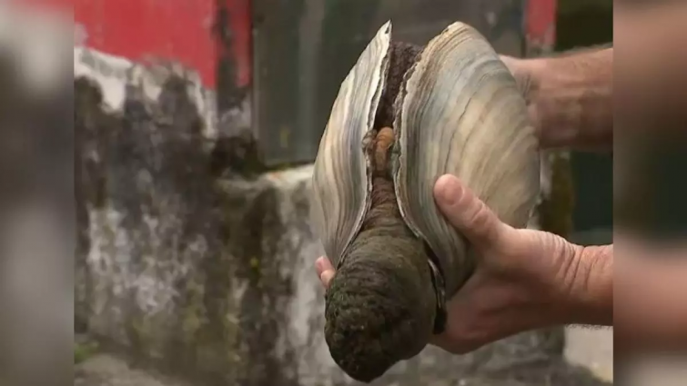 Aparece una almeja gigante en la ría de Pontevedra