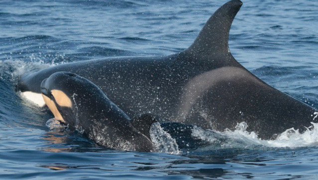 Orcas en una imagen de archivo.