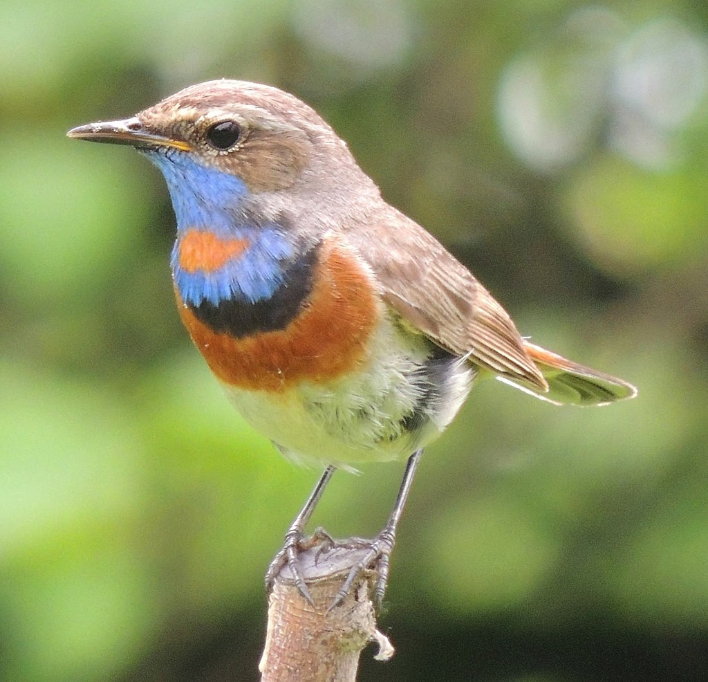 Papo azul