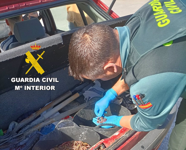 Incautadas por la Guardia Civil más de 500 lombrices de mar en A Laracha