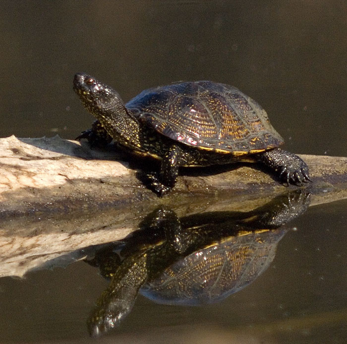 La tortuga común, objeto de investigación para conocer su estado en los ríos y lagunas gallegas