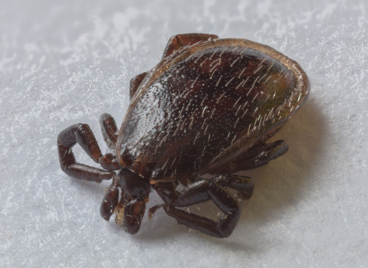 Sanidad advierte del alza de enfermedades por garrapatas, como el Lyme, endémica en zonas de Galicia