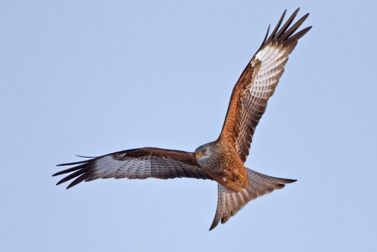 El milano real vence a Greenalia: la Xunta archiva un proyecto eólico en A Pastoriza por afectar a las aves