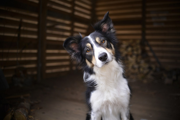 Ayudas para adoptar perros y gatos en Galicia: plazos (empiezan el jueves) y requisitos