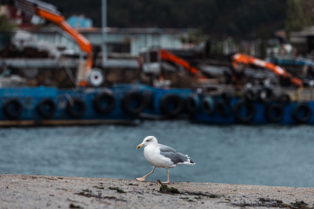 Archivo - Una gaviota en el Puerto de Cangas en la Ría de Vigo, a 17 de octubre de 2023, en Cangas, Pontevedra, Galicia (España).