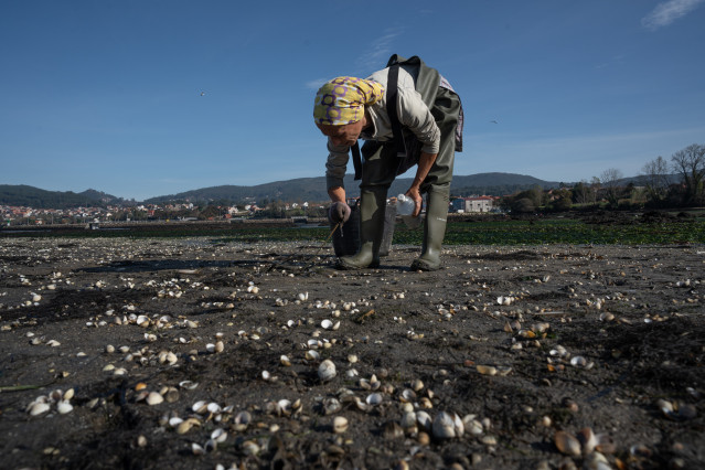 Archivo - Una mujer coge una cría de almeja en la ensenada de San Simón, Rías Baixas, a 17 de noviembre de 2023, Pontevedra, Galicia (España).