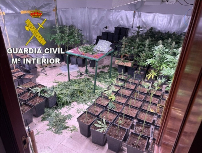 Tres detenidos y cerca de 200 plantas de marihuana incautadas en una vivienda de Mos