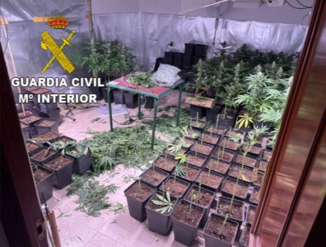 Plantación de marihuana en una vivienda de Mos (Pontevedra)