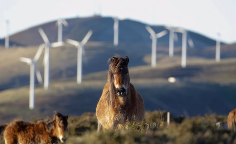 La energía eólica da una nueva vida al monte y a la Rapa das Bestas de Candaoso