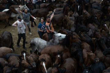 Archivo - Los aloteiros se acercan a los caballos en el castro durante la Rapa das Bestas 2022, a 3 de julio de 2022, en Sabucedo, Pontevedra, Galicia (España). Entre todas las rapas das bestas que t