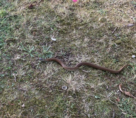 Capturan una serpiente en un parque de Guitiriz, donde jugaban unos niños