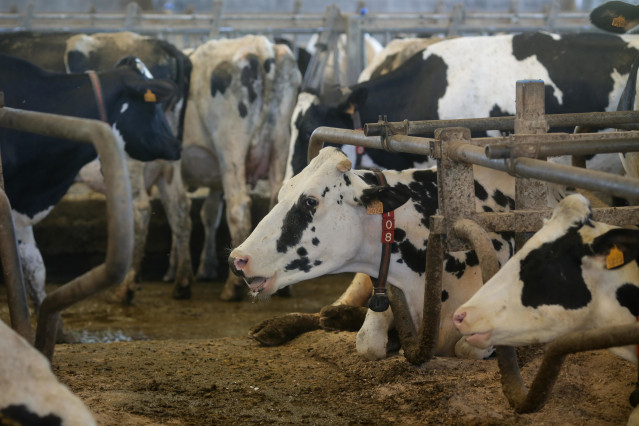 Archivo - Vacas de una ganadería de lácteo en Sabadelle, a 7 de agosto de 2023, en Chantada, Lugo, Galicia (España). Ganaderos gallegos han denunciado en los últimos días 