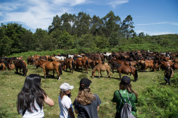 Archivo - Multitud de caballos durante la Rapa das Bestas 2022, a 3 de julio de 2022, en Sabucedo, Pontevedra, Galicia (España). Entre todas las rapas das bestas que tienen lugar en Galicia cada vera