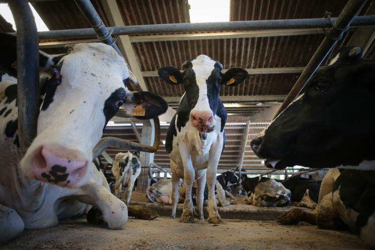 Galicia perdió 4.000 explotaciones lácteas desde 2015, alerta Unions Agrarias