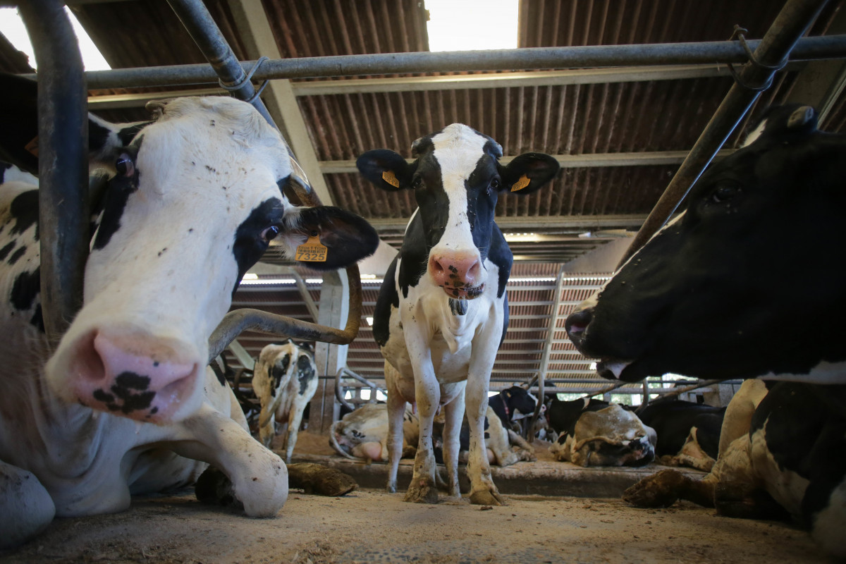 Archivo - Vacas de una ganadería de lácteo en Sabadelle, a 7 de agosto de 2023, en Chantada, Lugo, Galicia (España). Ganaderos gallegos han denunciado en los últimos días "abandono" por parte de 