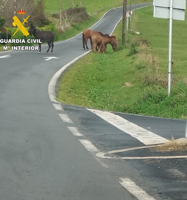 Animales propiedad de uno de los investigados