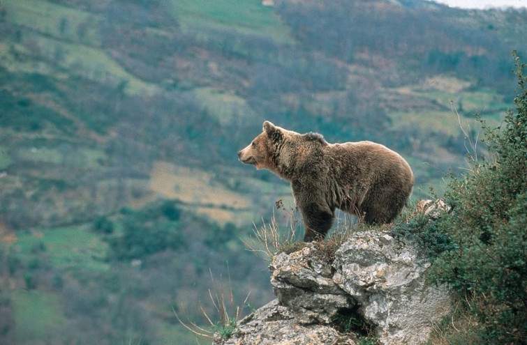 El oso pardo ataca en los montes gallegos: los apicultores denuncian la indefensión del sector