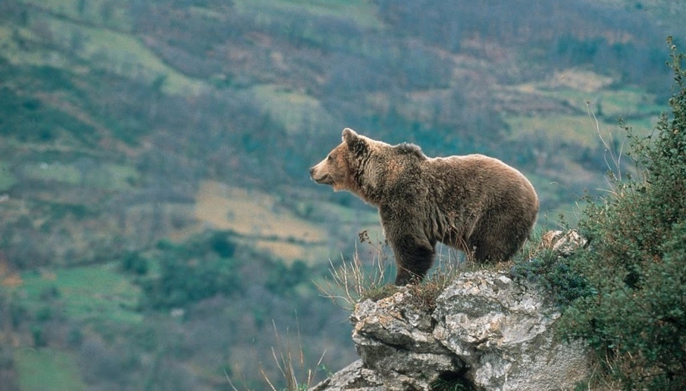 Oso pardo