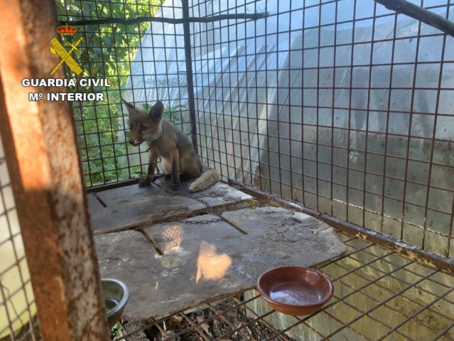 Zorro localizado en una jaula en una finca en O Rosal (Pontevedra).